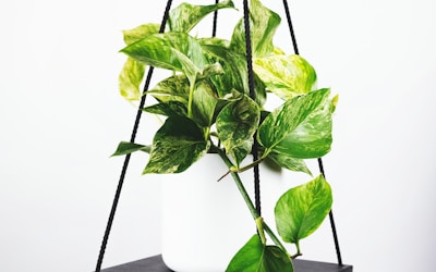 意甲联赛恩波利队主场作战的比赛直播镜头